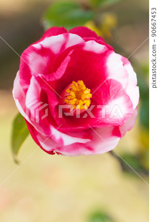 關閉雜色的山茶花 90667453
