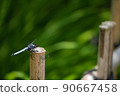 Dragonfly perching on a stake 90667458
