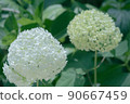 White and yellow-green hydrangea 90667459