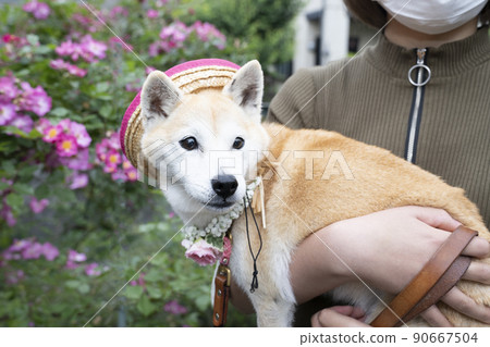 Shiba Inu embraced by a rose and a woman 90667504