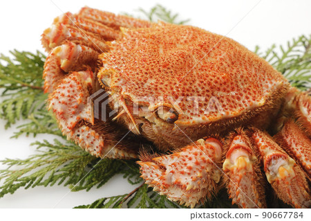 Boiled horsehair crab from the sea near Hokkaido (Okhotsk) 90667784