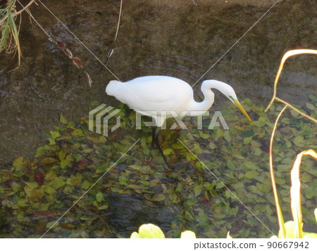 Daisuke Daisuke 90667942