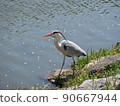 Gray heron 90667944