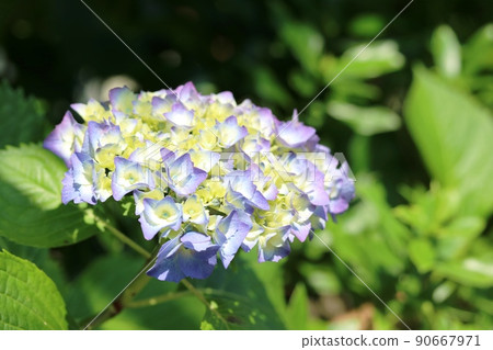 已經開始上色的繡球花 90667971