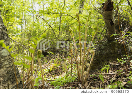 Young shoots of Japanese royal fern with sporophyll swelling [fern plant] / Yachiho Highland 90668370
