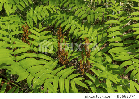 亞洲皇家蕨類植物的綠色營養葉和棕色孢子葉/蕨類植物 亞洲皇家蕨類植物的綠色營養葉和棕色孢子葉/蕨類植物 90668374