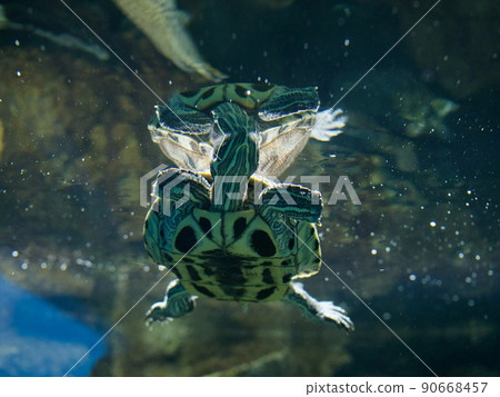 Mississippi Pond slider 90668457