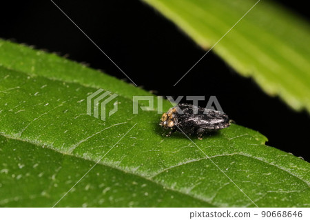 生物,昆蟲,Kuzunochibitamamushi,大小超過 3 毫米。當接近彎路時,它會從樹葉上掉下來並逃跑。 生物,昆蟲,Kuzunochibitamamushi,大小超過 3 毫米。當接近彎路時,它會從樹葉上掉下來並逃跑。 90668646