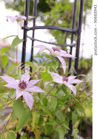 Clematis Clematis 90668943