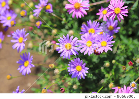 Adorable Himekogiku 90669003