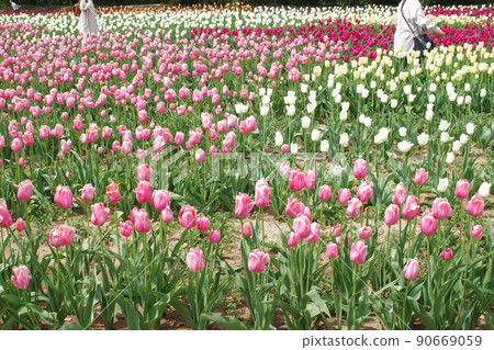 View of tulip fields on a tourist farm View of tulip fields on a tourist farm 90669059