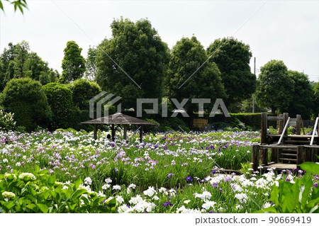 6月,埼玉縣埼玉市,染谷花菖蒲園盛開的鳶尾花景觀 6月,埼玉縣埼玉市,染谷花菖蒲園盛開的鳶尾花景觀 90669419