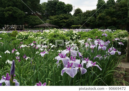 June, Saitama City, Saitama Prefecture, a landscape of full-bloomed flower irises in Someya Hanashobuen 90669472