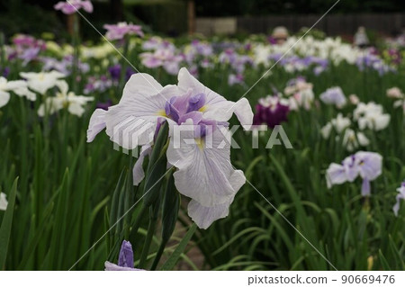 6月,埼玉縣埼玉市,染谷花菖蒲園盛開的鳶尾花景觀,up-image 6月,埼玉縣埼玉市,染谷花菖蒲園盛開的鳶尾花景觀,up-image 90669476