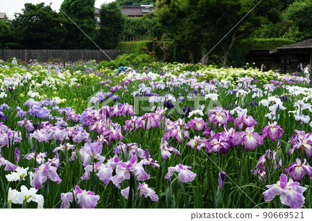 June, Saitama City, Saitama Prefecture, a landscape of full-bloomed flower irises in Someya Hanashobuen 90669521