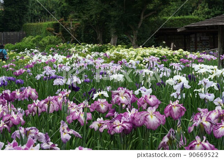 June, Saitama City, Saitama Prefecture, a landscape of full-bloomed flower irises in Someya Hanashobuen June, Saitama City, Saitama Prefecture, a landscape of full-bloomed flower irises in Someya Hanashobuen 90669522