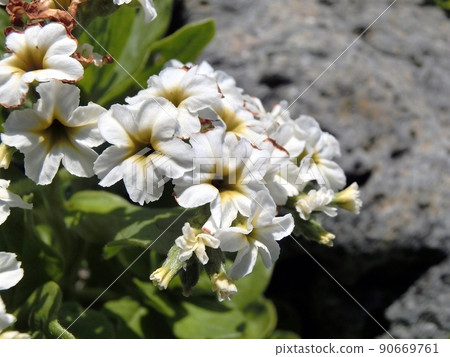 Heliotropium japonicum (Cape Nyudo, Oga City, Akita Prefecture, 6/10) Heliotropium japonicum (Cape Nyudo, Oga City, Akita Prefecture, 6/10) 90669761
