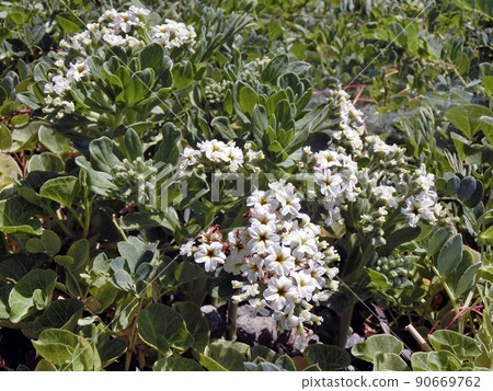 Heliotropium japonicum (Cape Nyudo, Oga City, Akita Prefecture, 6/10) Heliotropium japonicum (Cape Nyudo, Oga City, Akita Prefecture, 6/10) 90669762