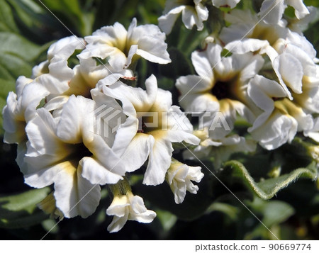 Heliotropium japonicum (Cape Nyudo, Oga City, Akita Prefecture, 6/10) 90669774