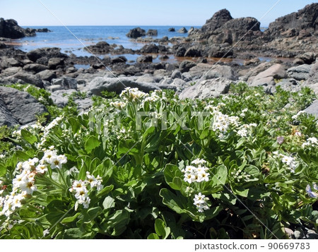 Heliotropium japonicum (Cape Nyudo, Oga City, Akita Prefecture, 6/10) 90669783