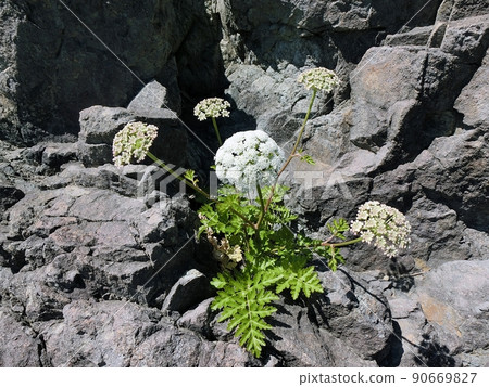 Libanotis coreana(秋田縣男鹿市入道岬6/10) Libanotis coreana(秋田縣男鹿市入道岬6/10) 90669827