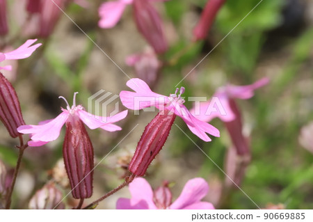 Pink red campion flowers blooming in Japanese parks in spring 90669885