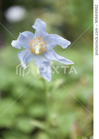 花園裡盛開著藍色罌粟花 90669902