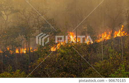Wildfire disaster in tropical forest caused by human Wildfire disaster in tropical forest caused by human 90670185