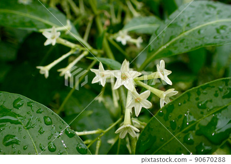 夜香花 90670288