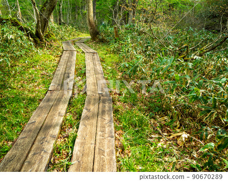 從鳩町峠到尾瀨原的山路 從鳩町峠到尾瀨原的山路 90670289