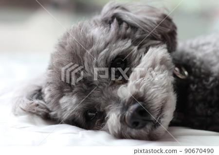 一隻玩具貴賓犬躺在室內白床單上的面部表情 90670490