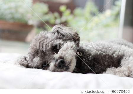 一隻玩具貴賓犬躺在室內白床單上的面部表情 一隻玩具貴賓犬躺在室內白床單上的面部表情 90670493