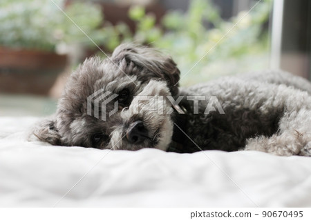 Facial expression of a toy poodle lying on white sheets indoors Facial expression of a toy poodle lying on white sheets indoors 90670495