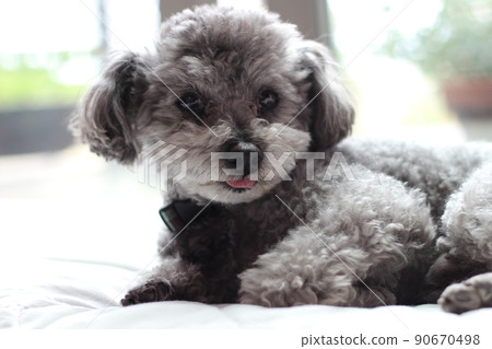 Facial expression of a toy poodle lying on white sheets indoors Facial expression of a toy poodle lying on white sheets indoors 90670498