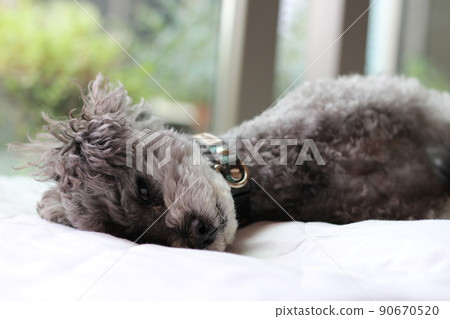 Facial expression of a toy poodle lying on white sheets indoors Facial expression of a toy poodle lying on white sheets indoors 90670520