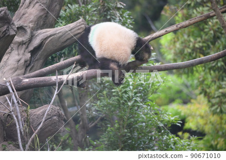 Baby panda playing on the horizontal bar on a tree branch Baby panda playing on the horizontal bar on a tree branch 90671010