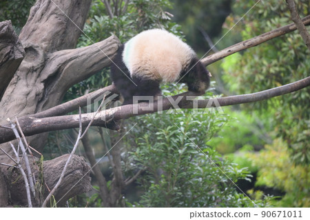 Baby panda playing on the horizontal bar on a tree branch Baby panda playing on the horizontal bar on a tree branch 90671011