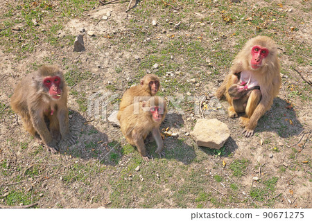 [小豆島猴國]香川縣莊頭郡土莊町人山蛙 90671275