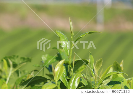 八女中央御茶園 八女中央御茶園 90671323