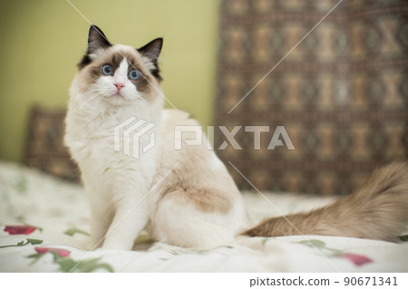 Beautiful young white purebred Ragdoll cat with blue eyes Beautiful young white purebred Ragdoll cat with blue eyes 90671341