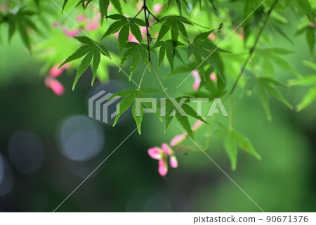 Iohamomigami的果實 Iohamomigami的果實 90671376