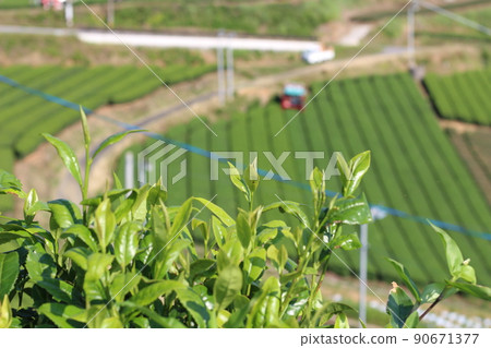 Yame Chuo Ochaen Tea Field 90671377