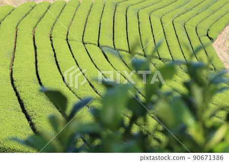 八女中央御茶園 90671386