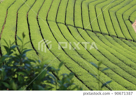 八女中央御茶園 90671387
