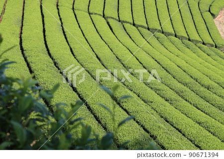Yame Chuo Ochaen Tea Field 90671394