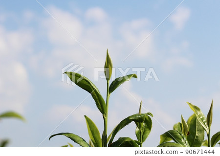 茶葉、藍天和白雲 茶葉、藍天和白雲 90671444