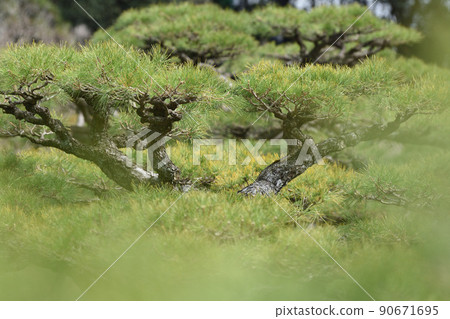 Pine tree at Rurin Park Pine tree at Rurin Park 90671695