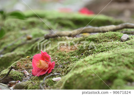 Camellia Camellia 90671824