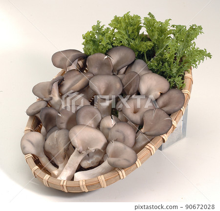 Oyster mushroom 90672028