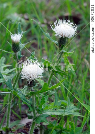 The white flower variety, Taraxacum albidum, which grows naturally in the mountains, has an impressive neat flower appearance. The white flower variety, Taraxacum albidum, which grows naturally in the mountains, has an impressive neat flower appearance. 90672031